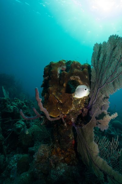 Belize