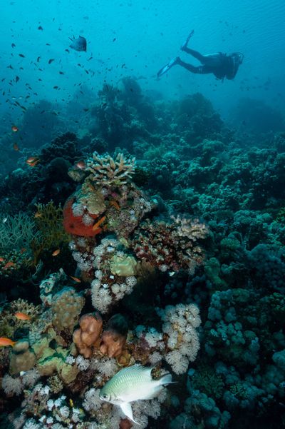 Marsa Alam, Egypt