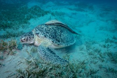 Marsa Alam, Egypt